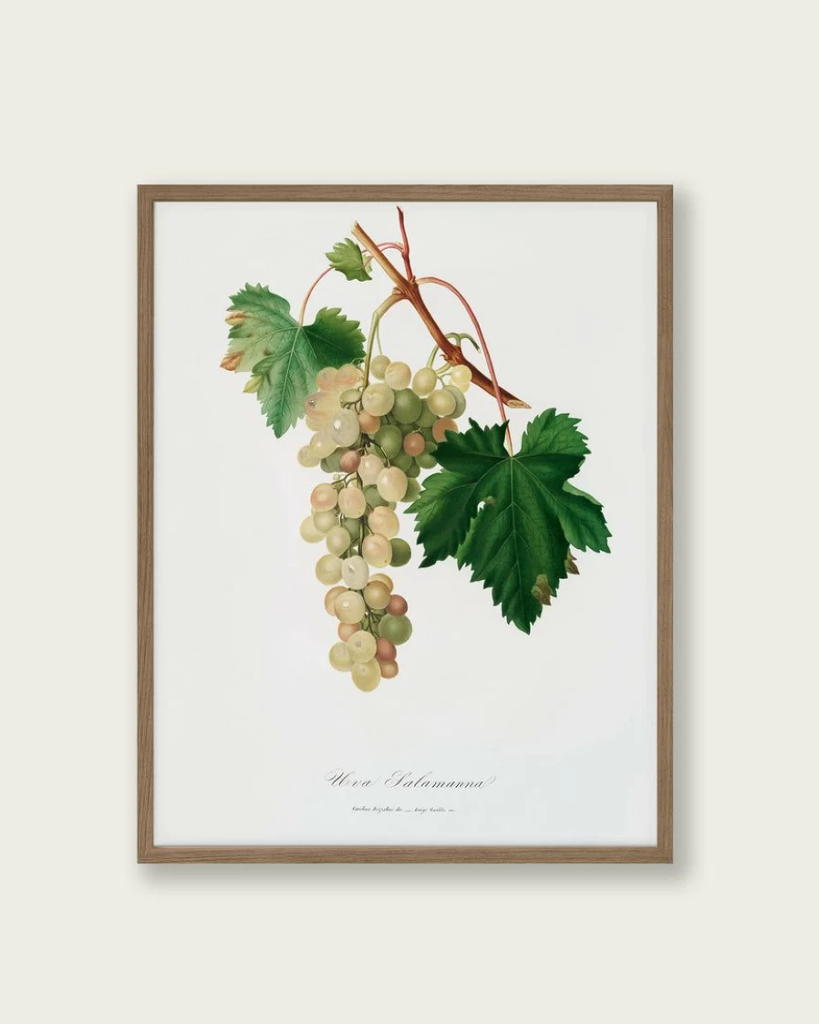 "Lone Fox Muscat Grape Art Print - Premium Wall Art Decor Best Seller"