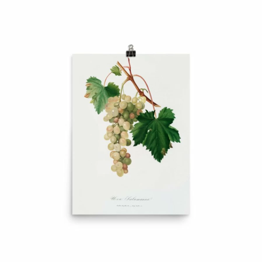 "Lone Fox Muscat Grape Art Print - Premium Wall Art Decor Best Seller"