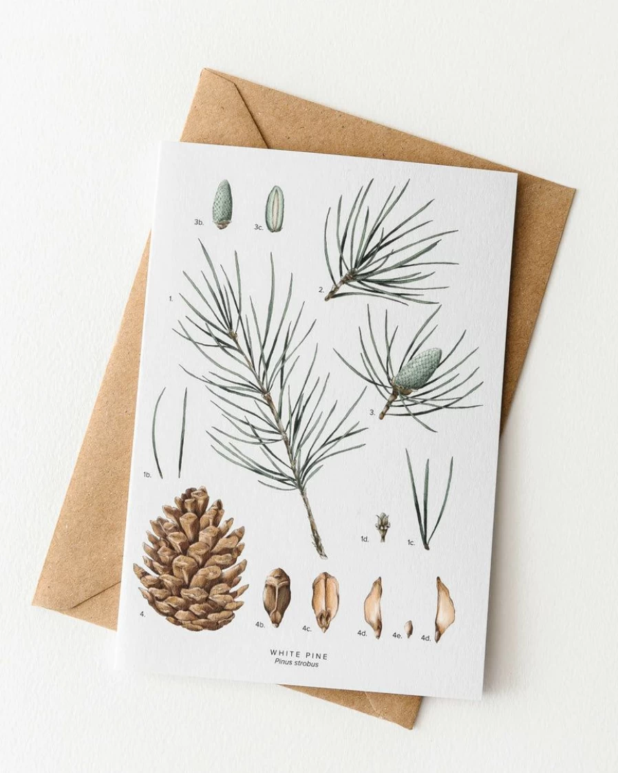 Elegant White Pine Christmas Card by Catherine Lewis Design – Festive Holiday Greeting