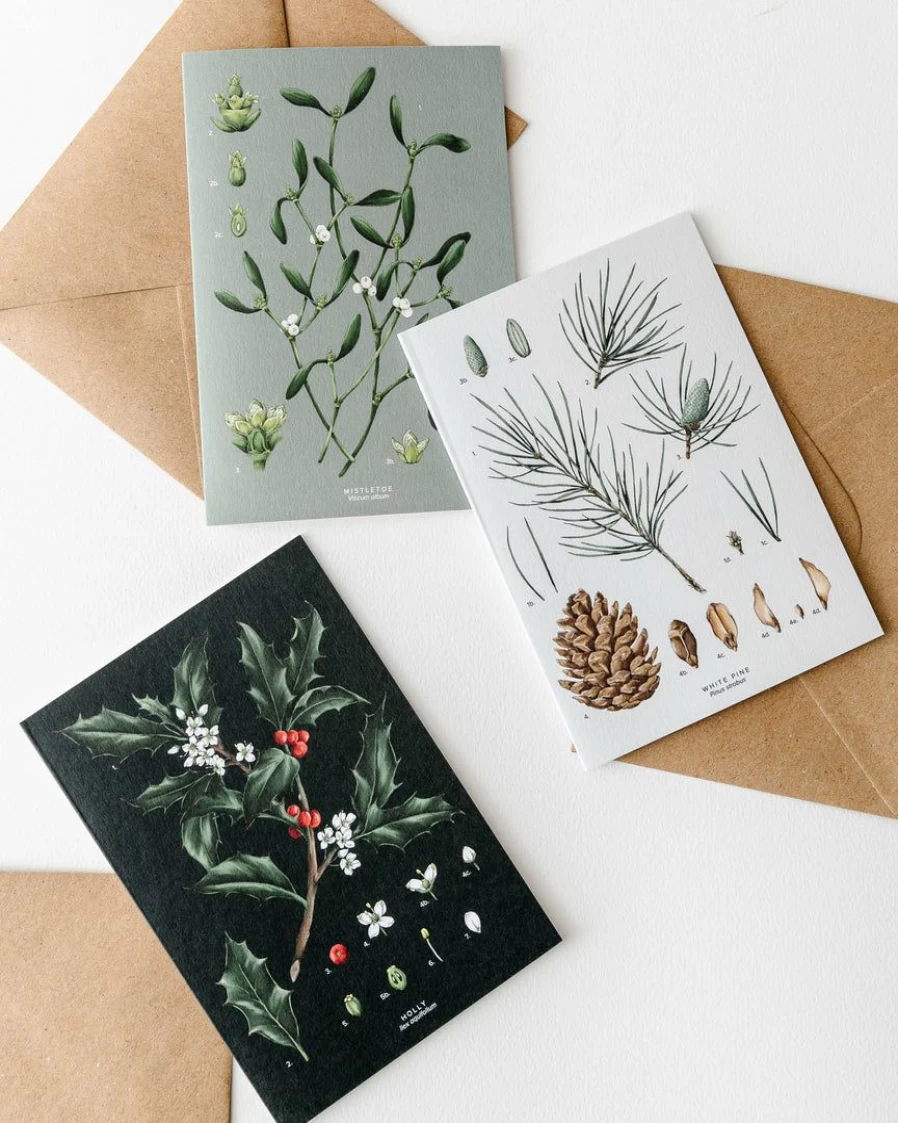 Botanical Christmas Greeting Cards - Box of 8 Festive Holiday Cards by Catherine Lewis Design