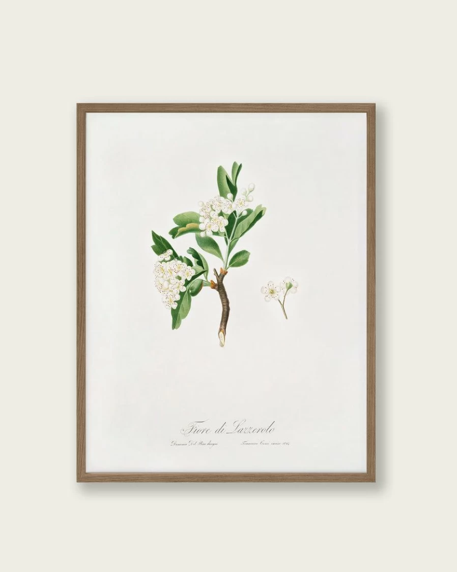 "Lone Fox Hawthorn Flower Art Print - Botanical Wall Art Decor"