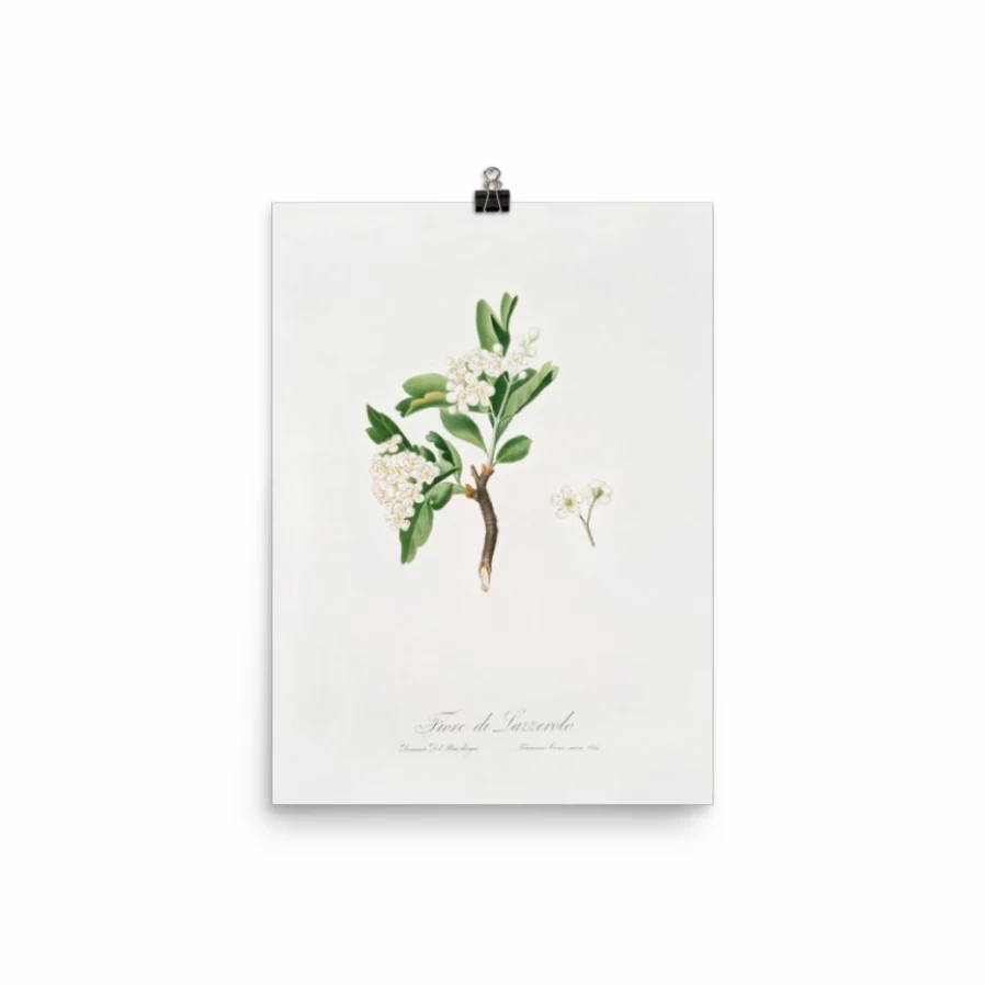 "Lone Fox Hawthorn Flower Art Print - Botanical Wall Art Decor"