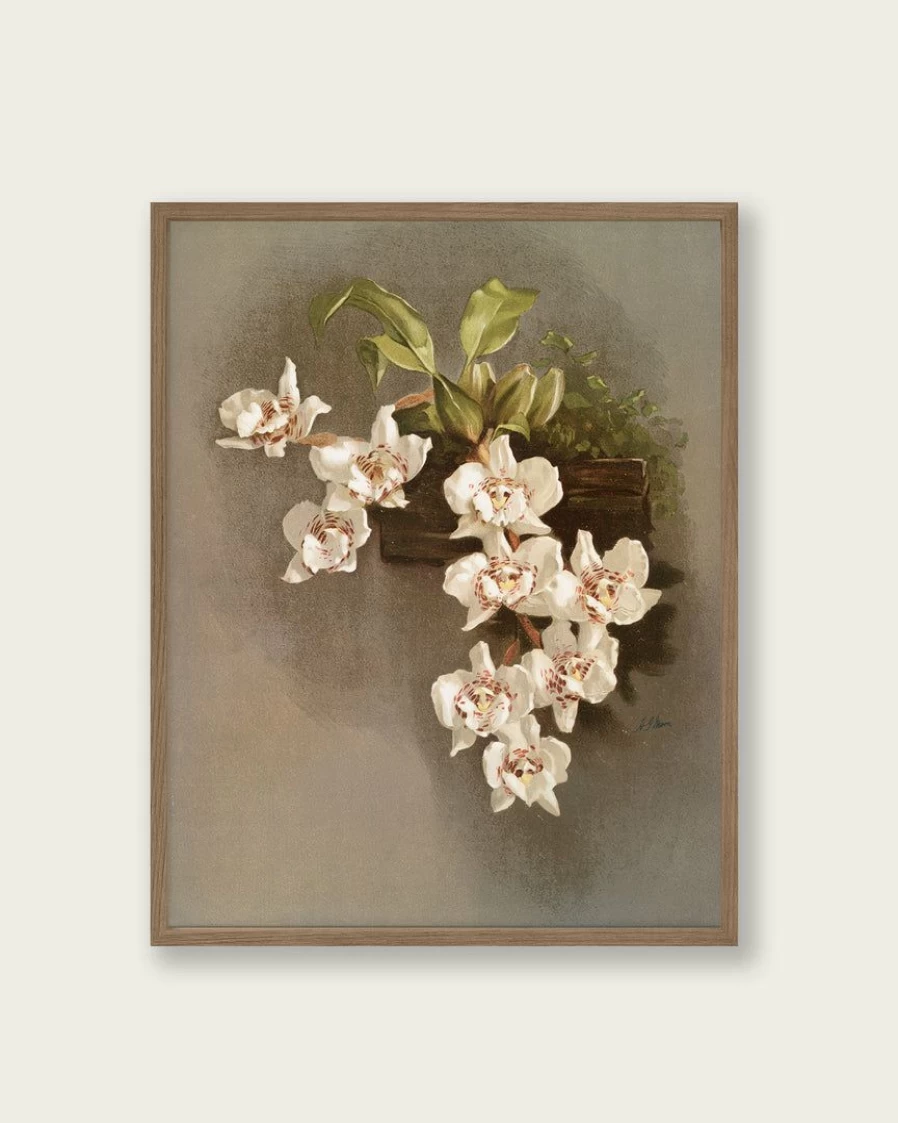 "Reichenbachia Orchids Art Print - Lone Fox Botanical Wall Decor"