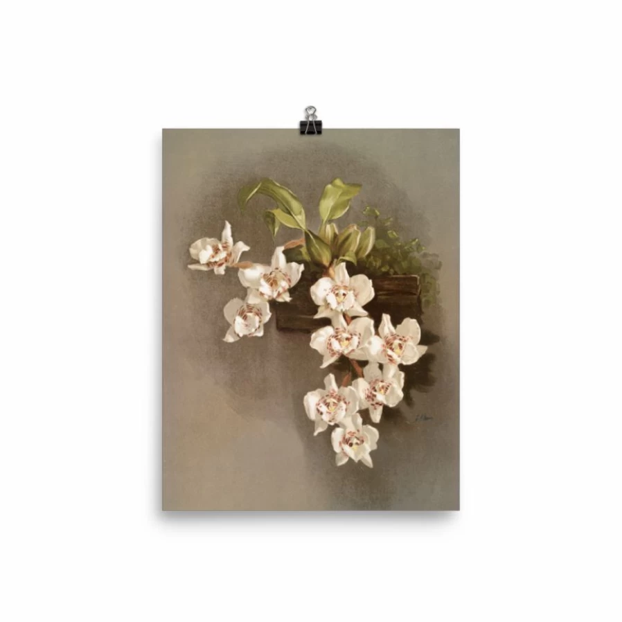 "Reichenbachia Orchids Art Print - Lone Fox Botanical Wall Decor"
