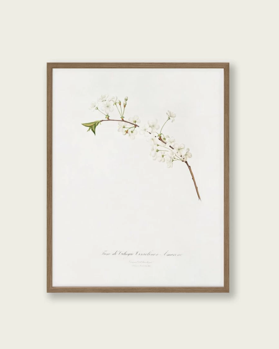 "Lone Fox Amarena Cherry Floral Art Print - Botanical Wall Decor - Vintage Style Poster"