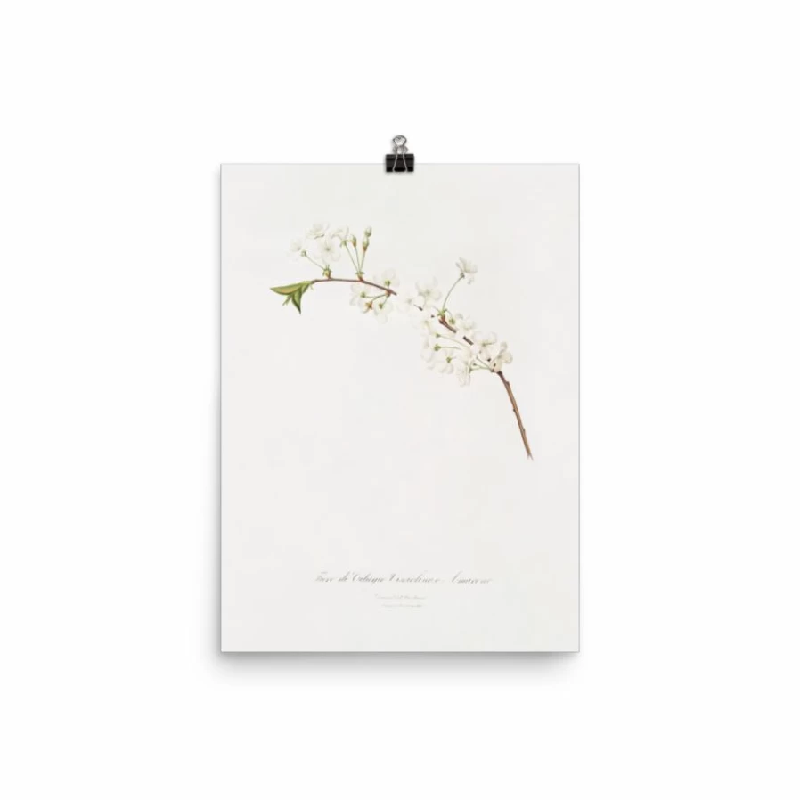 "Lone Fox Amarena Cherry Floral Art Print - Botanical Wall Decor - Vintage Style Poster"