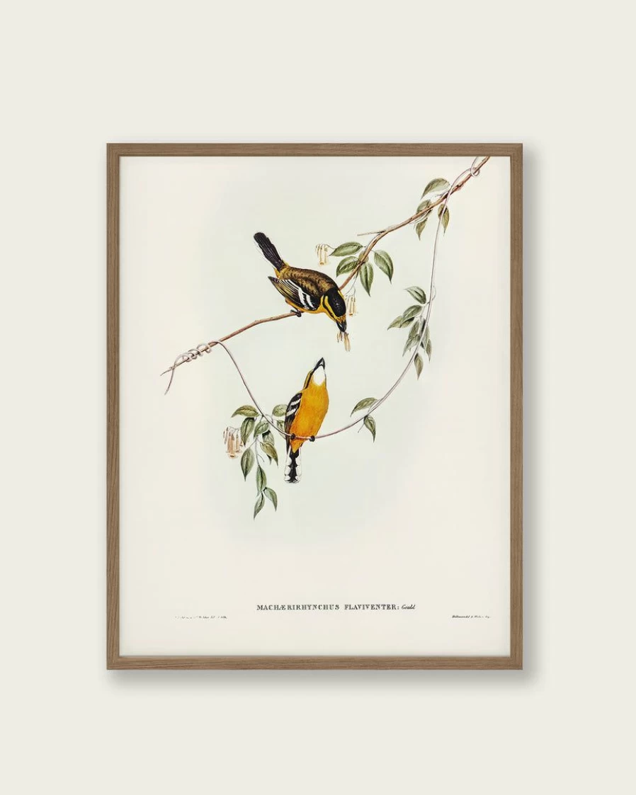"Lone Fox 'Yellow-Breasted Flycatcher' Wildlife Art Print - Vibrant Bird Illustration Wall Decor"