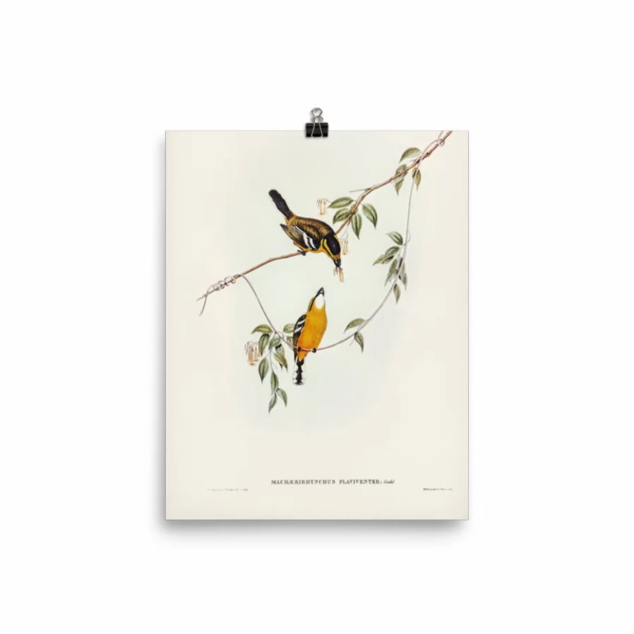 "Lone Fox 'Yellow-Breasted Flycatcher' Wildlife Art Print - Vibrant Bird Illustration Wall Decor"