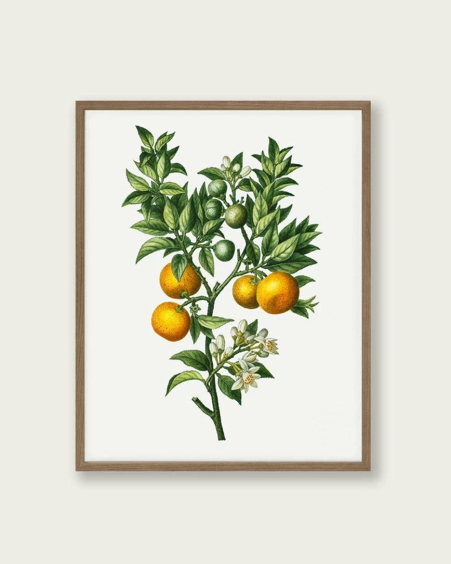 "Bitter Sweet Oranges On A Branch Art Print - Vintage Citrus Fruit Wall Decor"