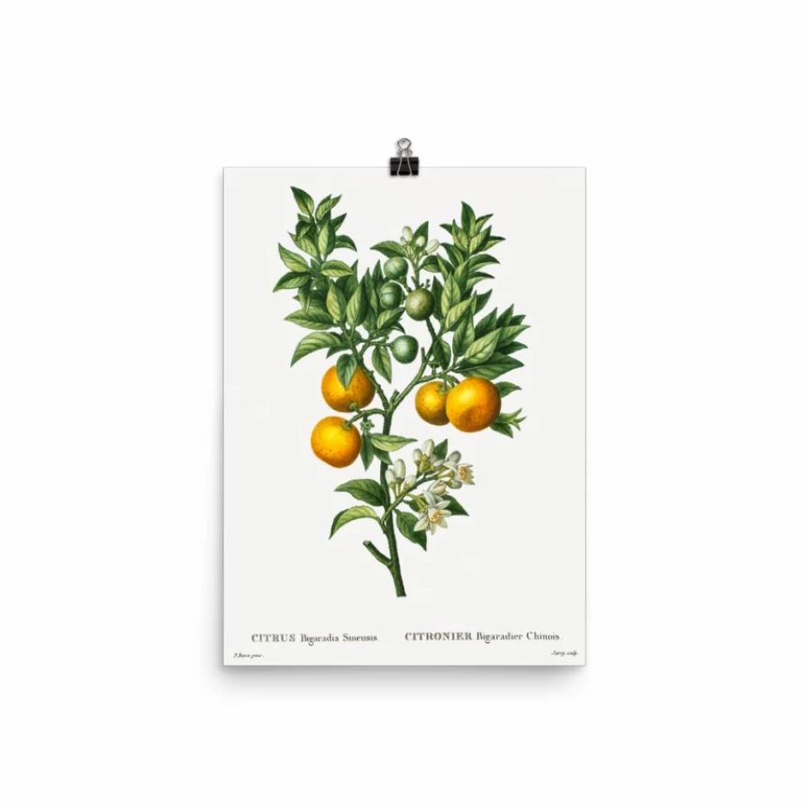 "Bitter Sweet Oranges On A Branch Art Print - Vintage Citrus Fruit Wall Decor"