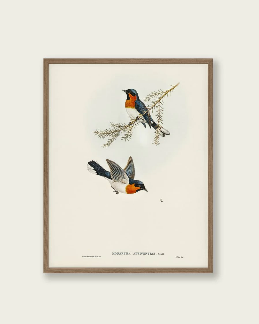 "Lone Fox White-Bellied Flycatcher Bird Art Print - Wildlife Wall Decor"