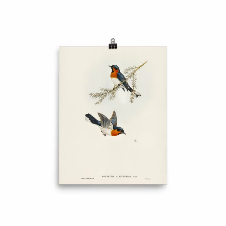 "Lone Fox White-Bellied Flycatcher Bird Art Print - Wildlife Wall Decor"