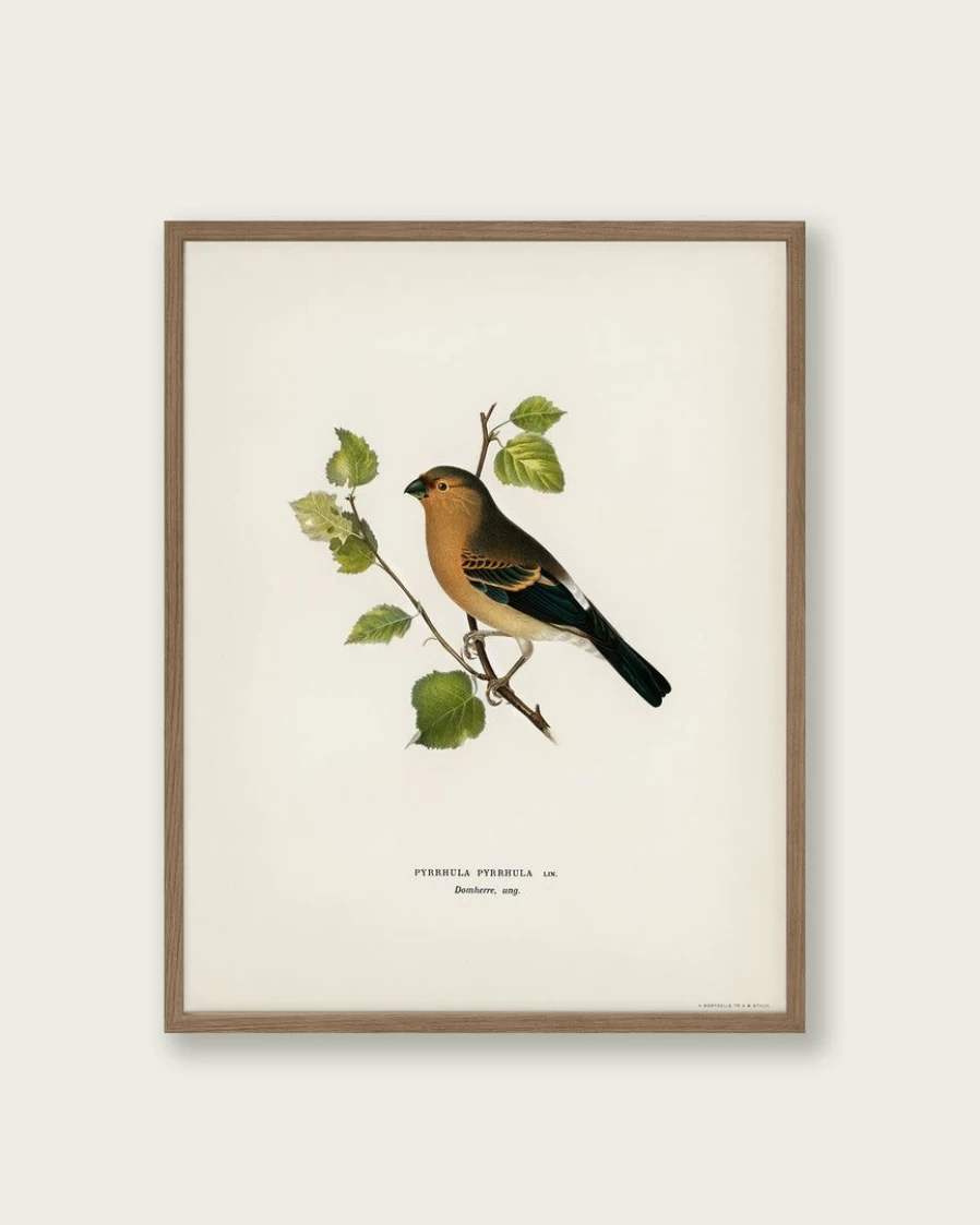 "Eurasian Bullfinch Art Print - Lone Fox Best Sellers Collection"