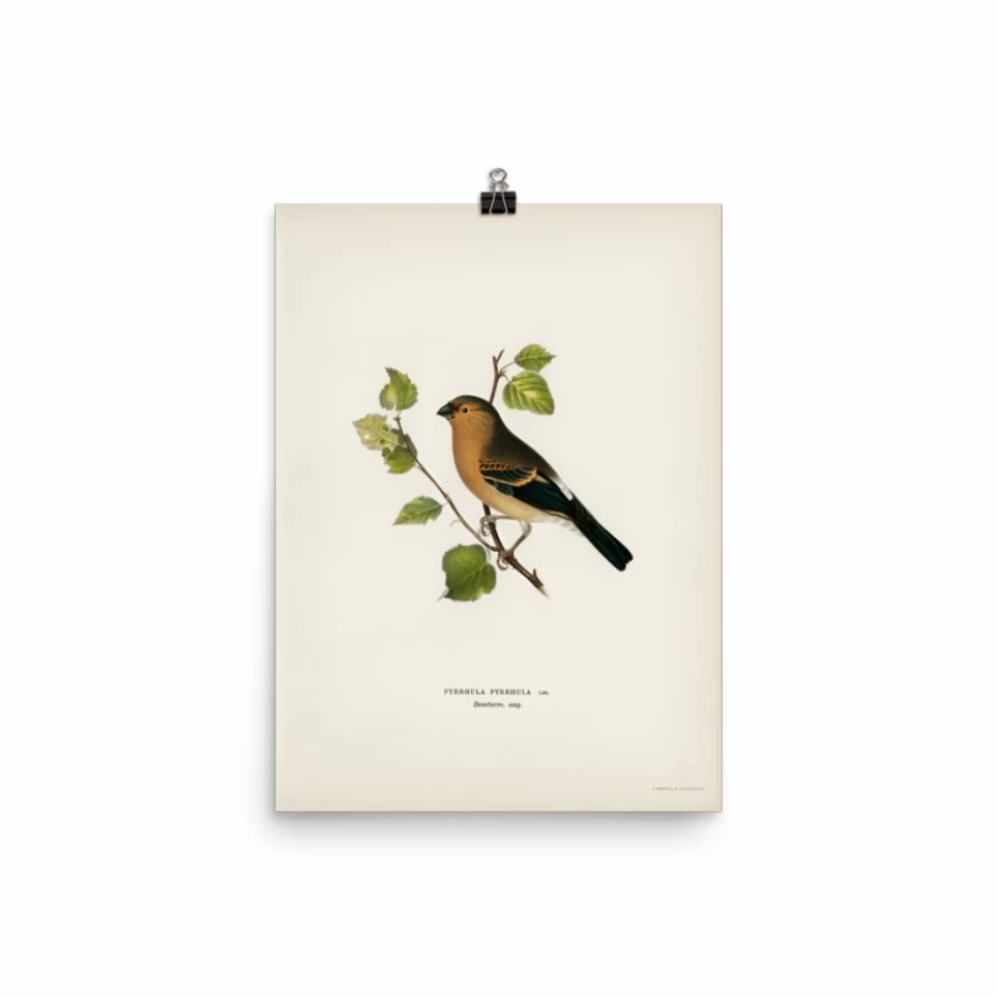 "Eurasian Bullfinch Art Print - Lone Fox Best Sellers Collection"