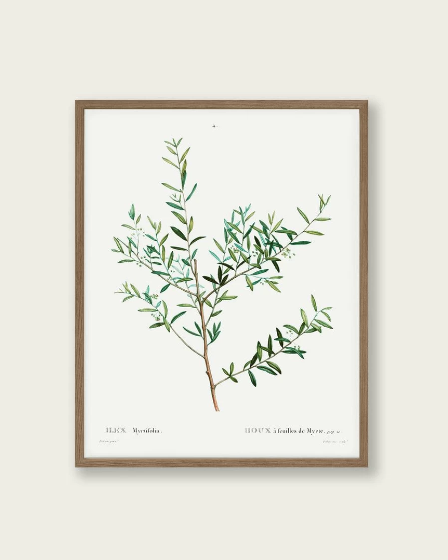 "Lone Fox 'Olive Branch' Art Print – Premium Wall Art Decor Best Seller"