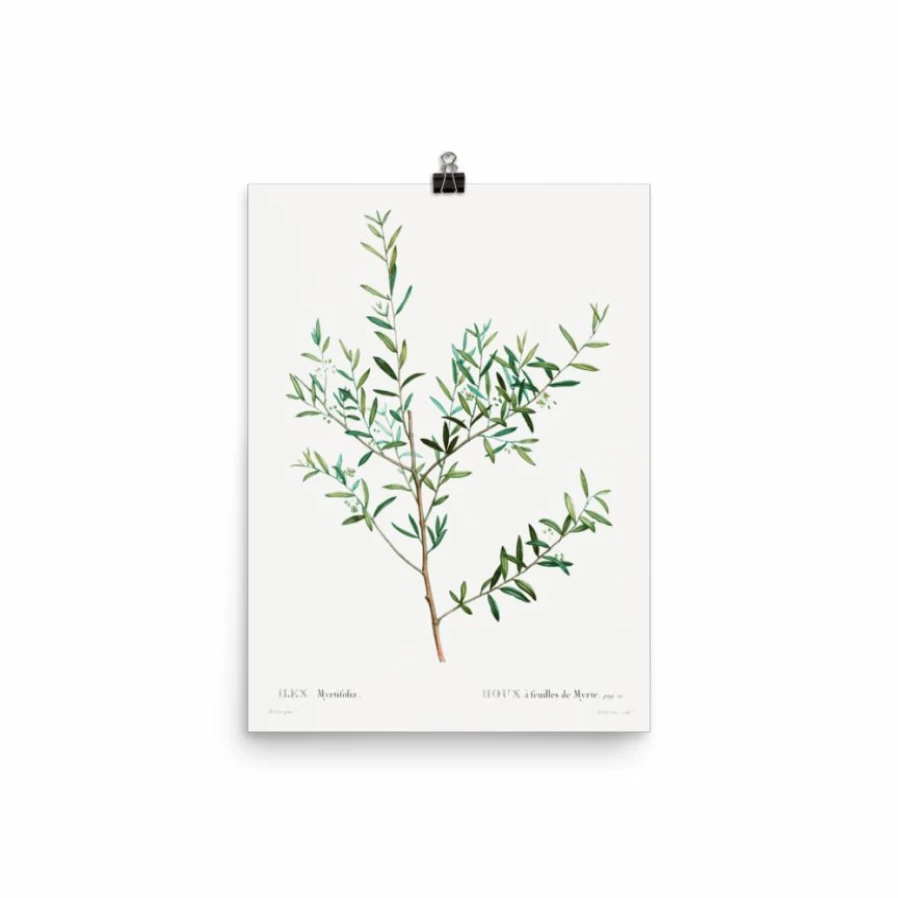 "Lone Fox 'Olive Branch' Art Print – Premium Wall Art Decor Best Seller"