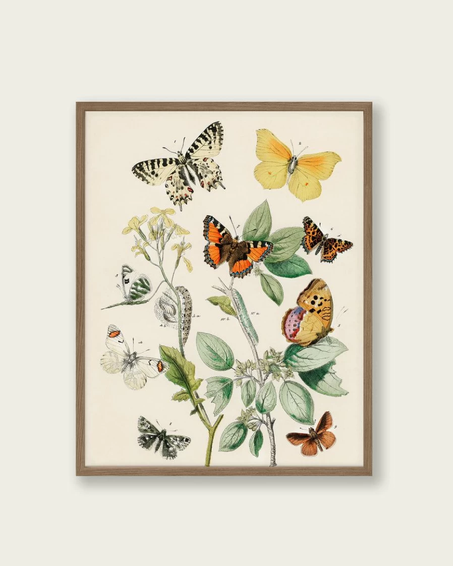 "Lone Fox European Butterflies and Moths Art Print - Vintage Book Illustration Wall Decor"