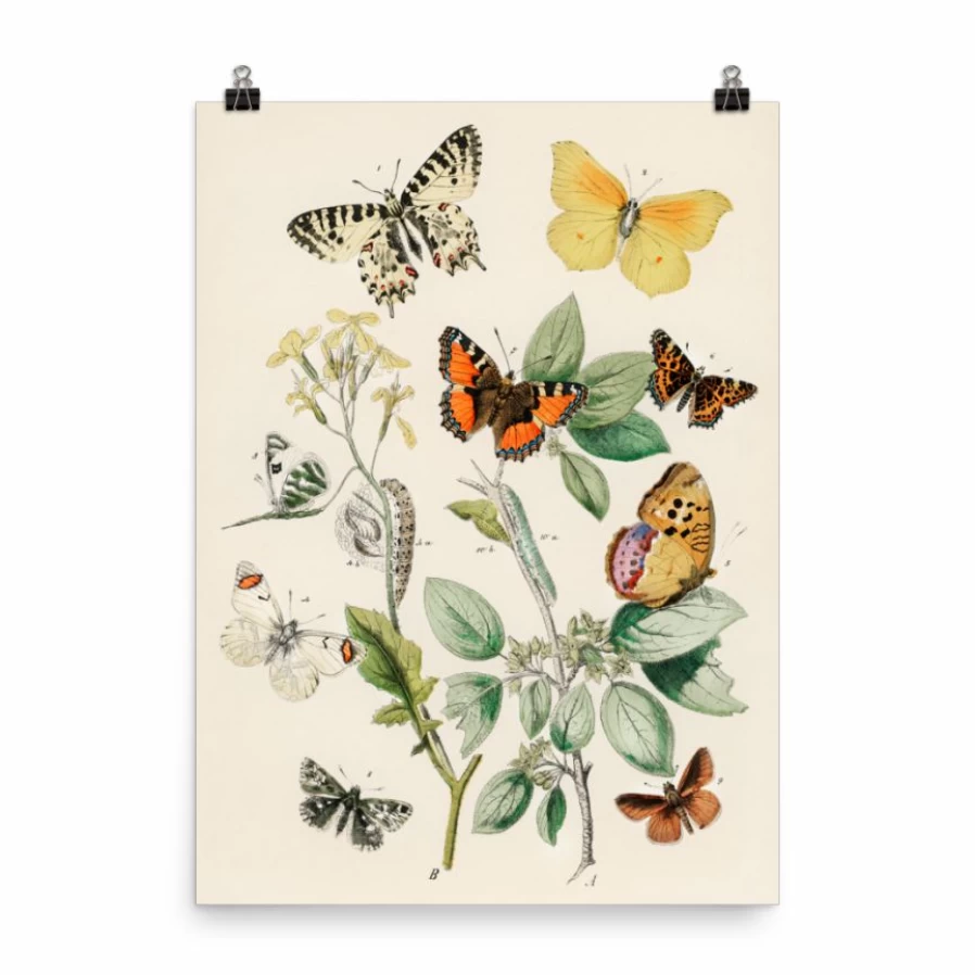 "Lone Fox European Butterflies and Moths Art Print - Vintage Book Illustration Wall Decor"