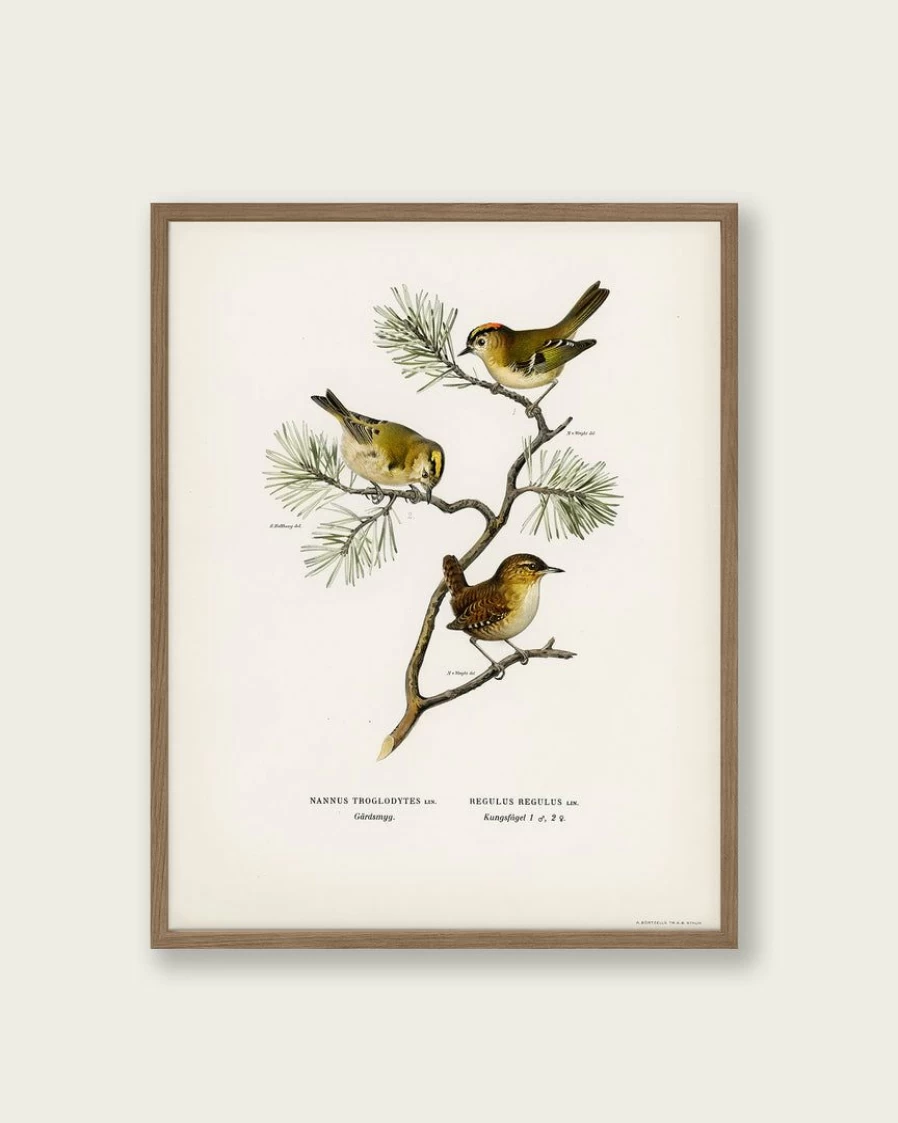 "Eurasian Wren Art Print - Premium Wildlife Wall Decor for Home & Office"
