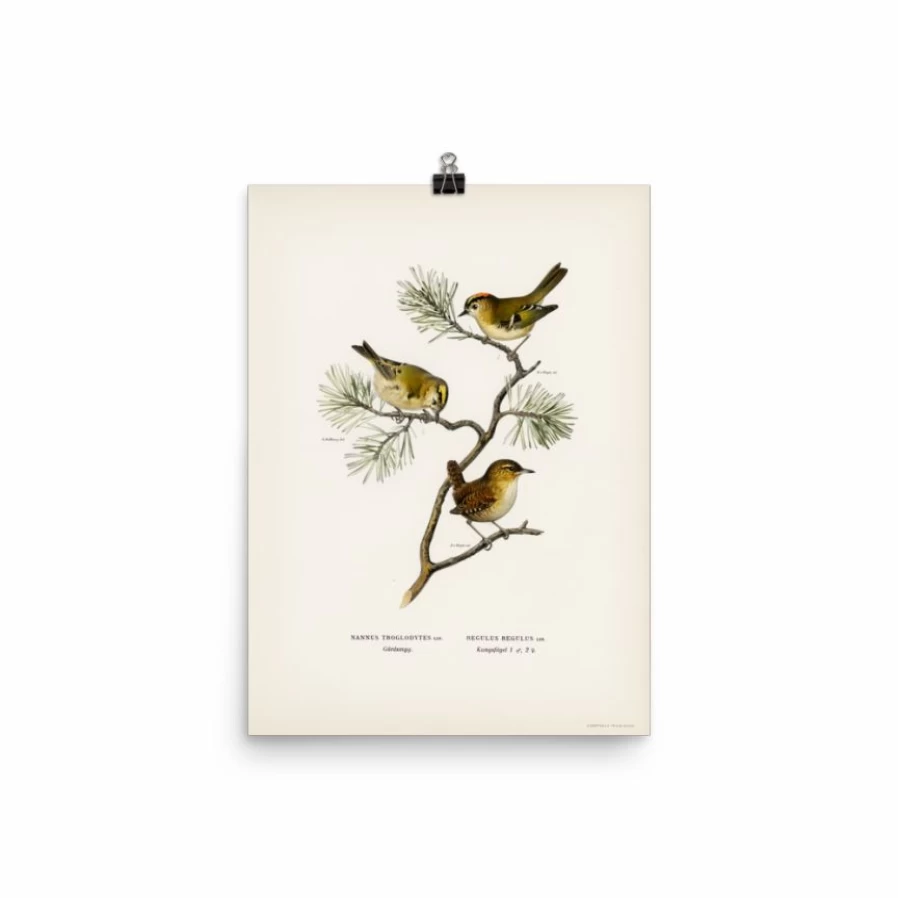 "Eurasian Wren Art Print - Premium Wildlife Wall Decor for Home & Office"