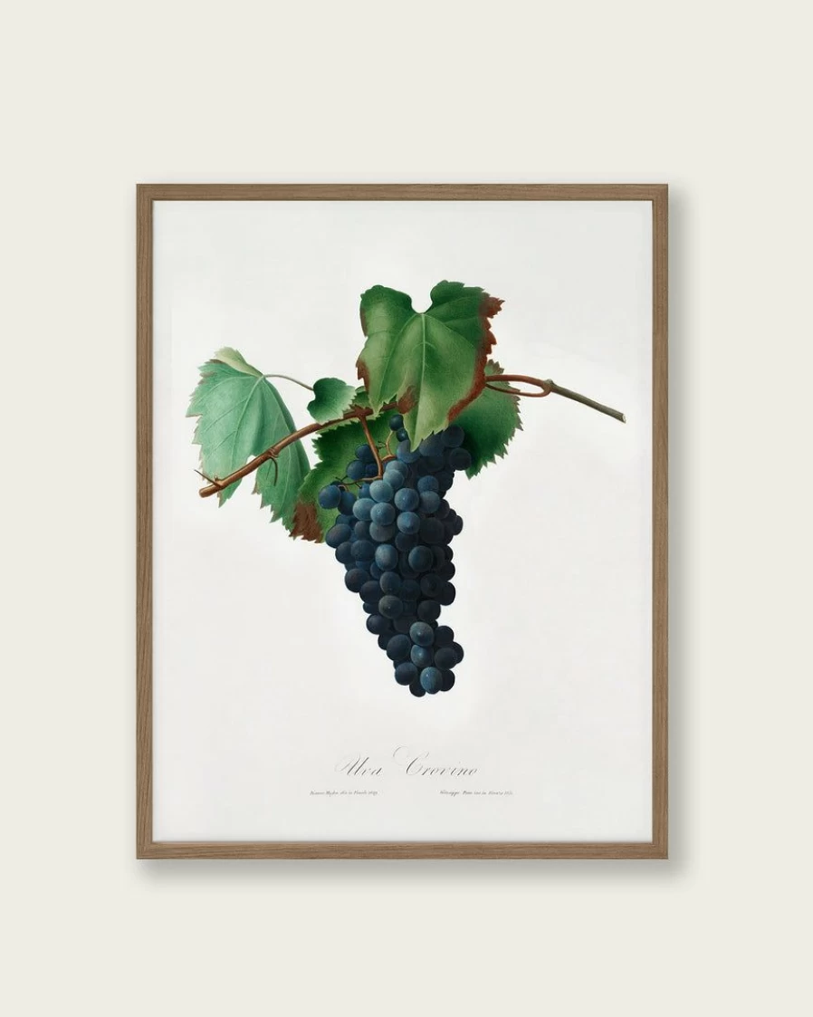 "Grape Vine Art Print - Elegant Botanical Wall Decor for Home & Office"