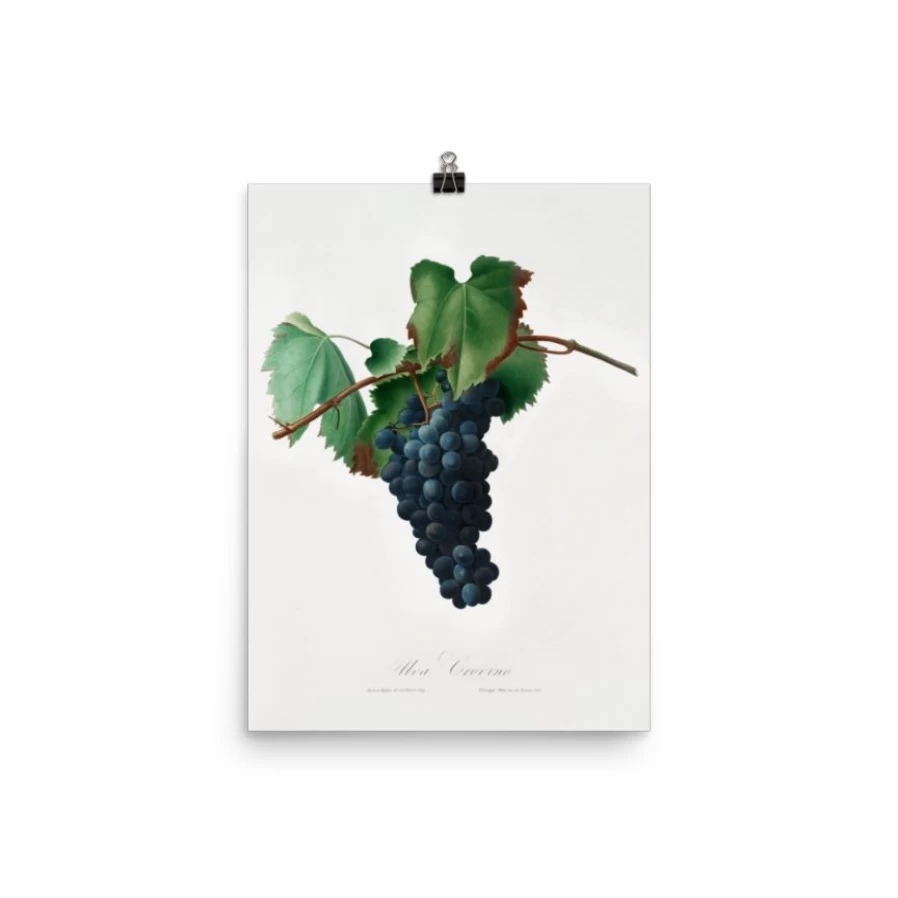 "Grape Vine Art Print - Elegant Botanical Wall Decor for Home & Office"